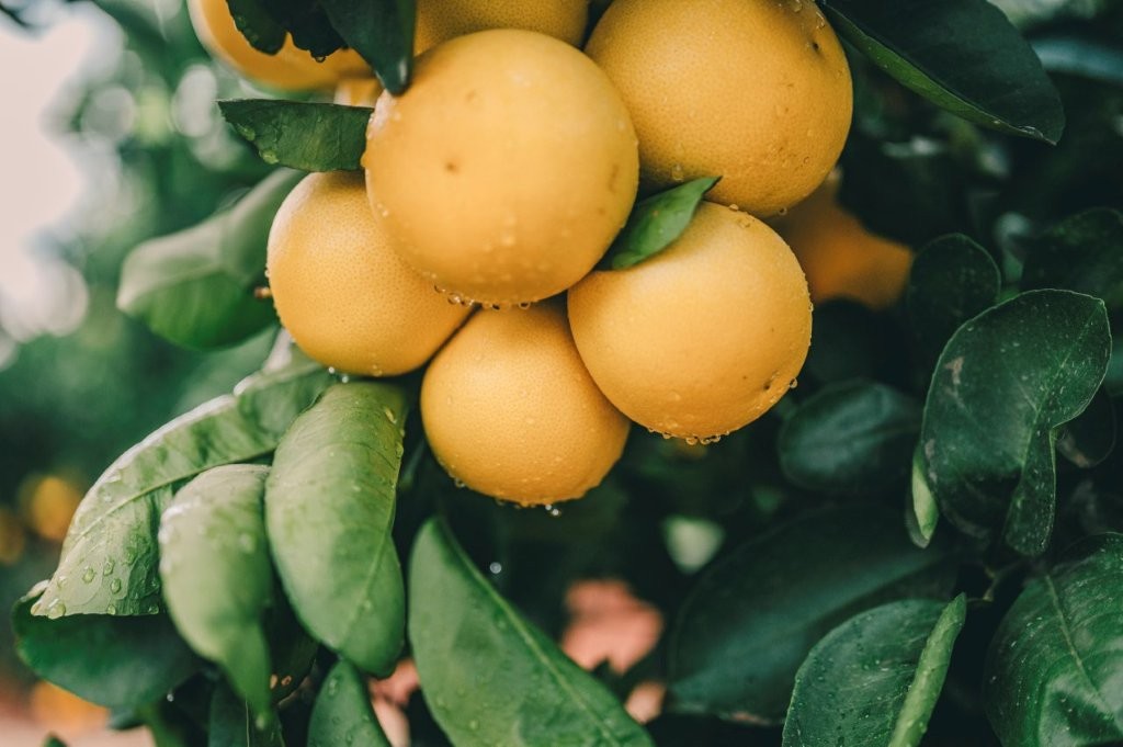 Champagne citrus