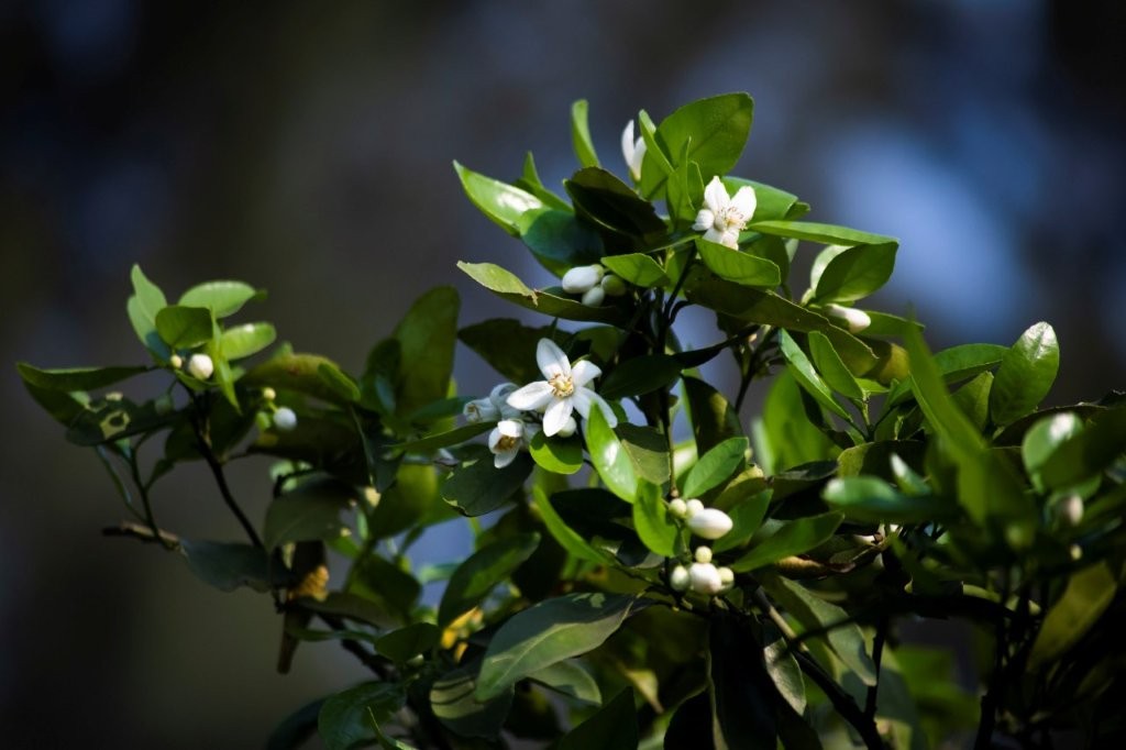 Moletele Limes